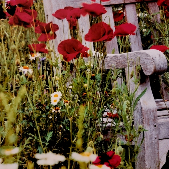 COLDWATER CREEK ♡  White Wooden Bench Red Floral Poppy Unframed Original Print - Picture 8 of 17